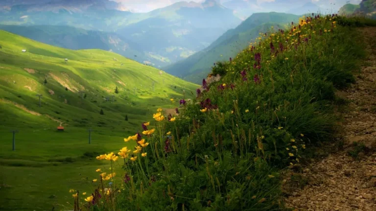 The Fleeting Alpine Bloom Lighting Up Rocky Mountain National Park - Featured image