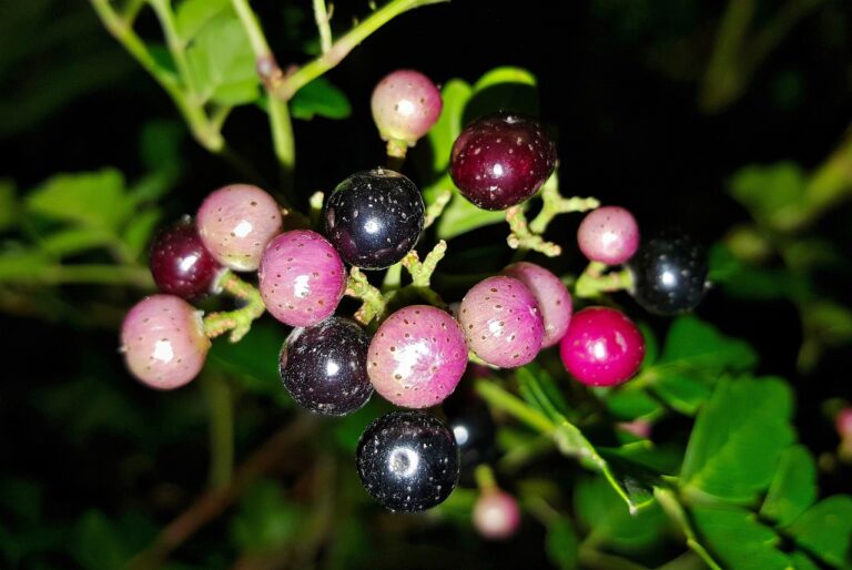 5 Invasive Plants the USDA Says to Destroy on Sight - Featured image