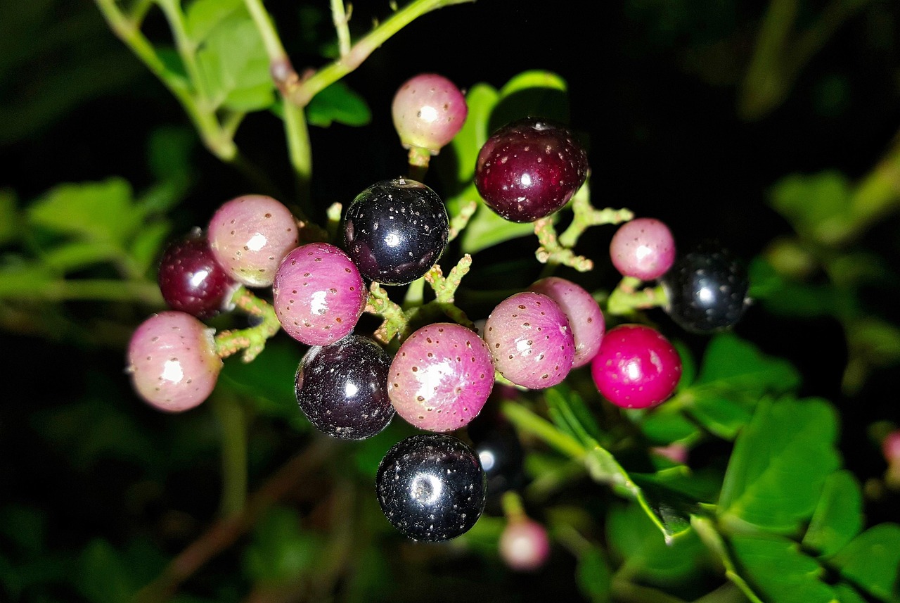 5 Invasive Plants the USDA Says to Destroy on Sight