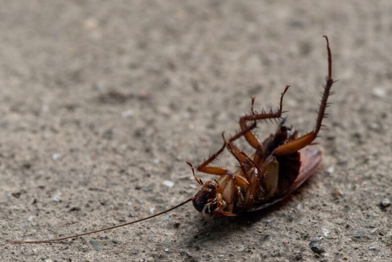 5 Household Items Secretly Attracting Bugs Into Your Home - Featured image