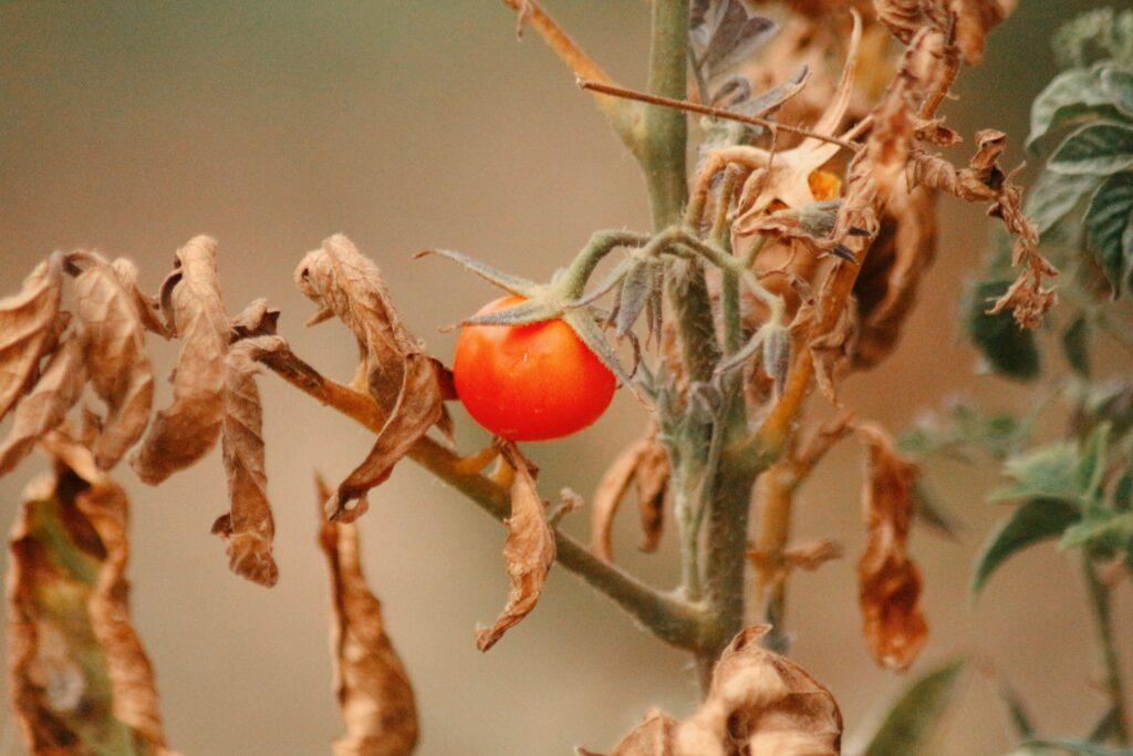 How to Spot and Treat Early Blight Before It Spreads to Your Whole Garden - Featured image