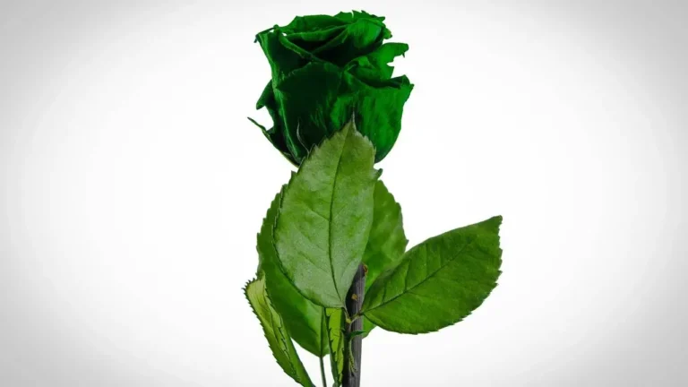 Veggie Green Rose Delivers Its First Blossoms After a Three-Year Wait - Featured image