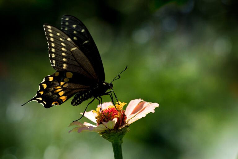 Why Butterflies Are Skipping Your Flowerbed This Summer - Featured image