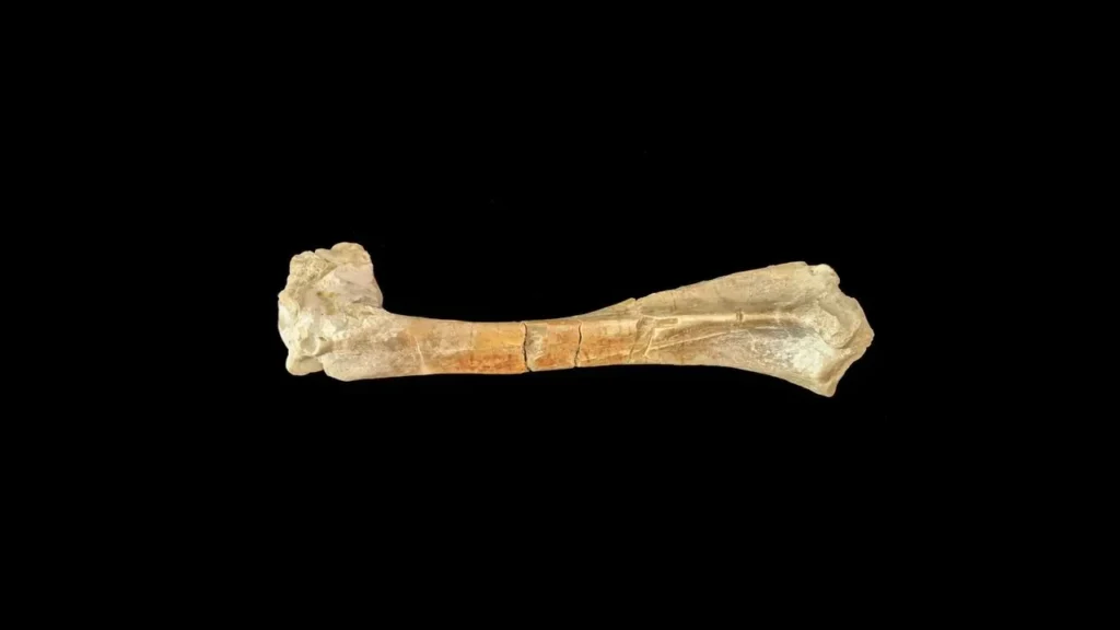 Ancient Bones From California's Channel Islands Stir Debate Over America's Earliest Settlers - Featured image