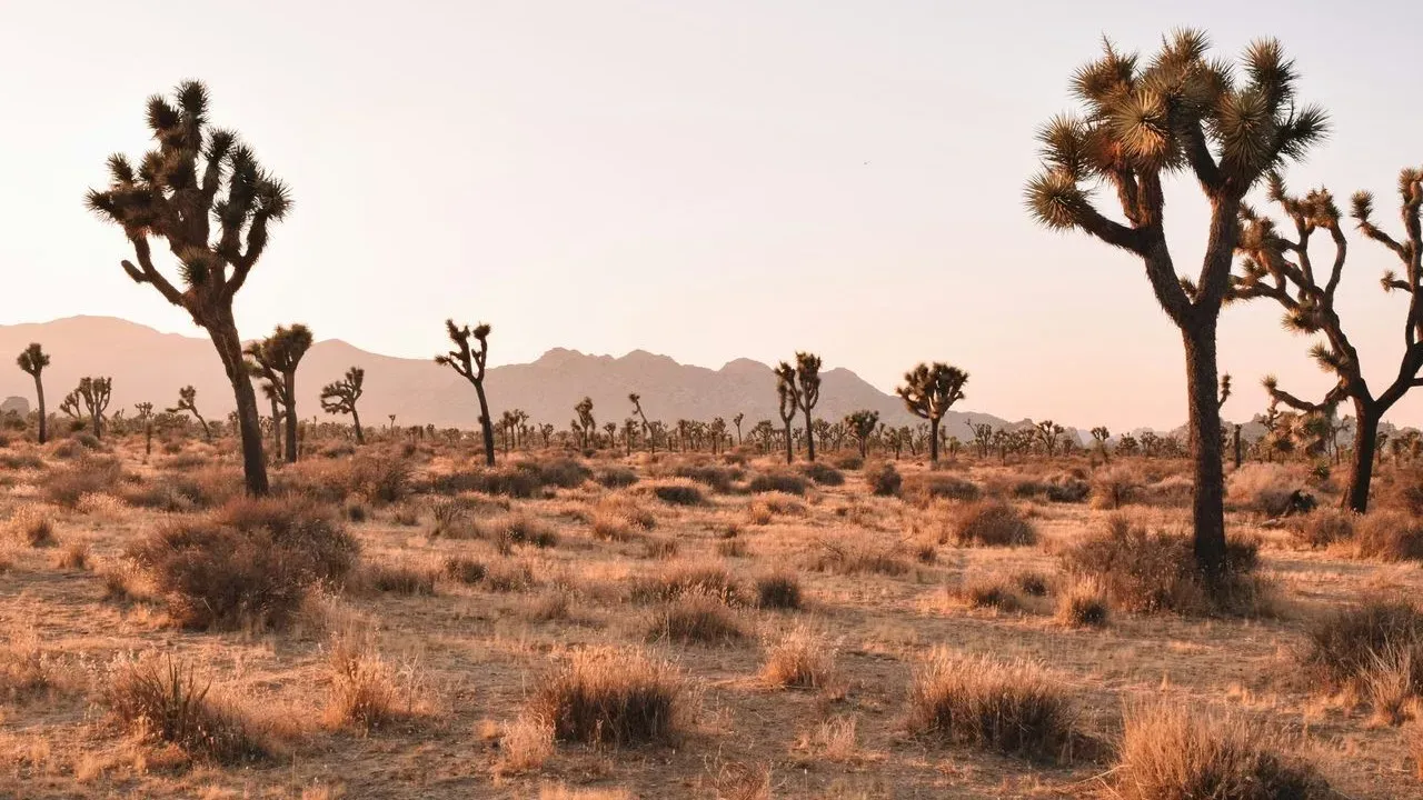 Reflected Heat Turns Ordinary Arizona Yards Into Extreme Planting Challenges