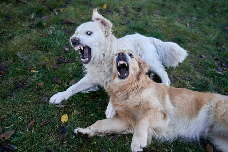 The Silent Signal Dogs Give Before They're Truly Stressed - Featured image
