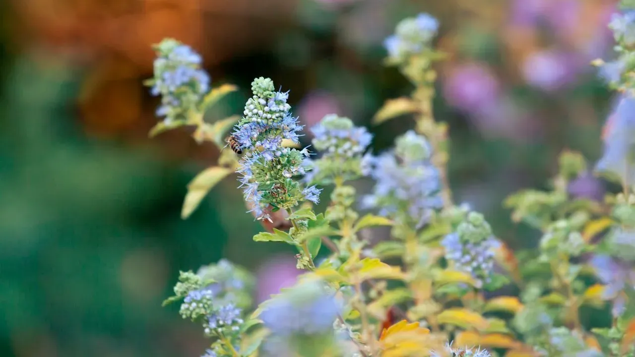 Fragrant Blue Caryopteris Shines in Summer Heat