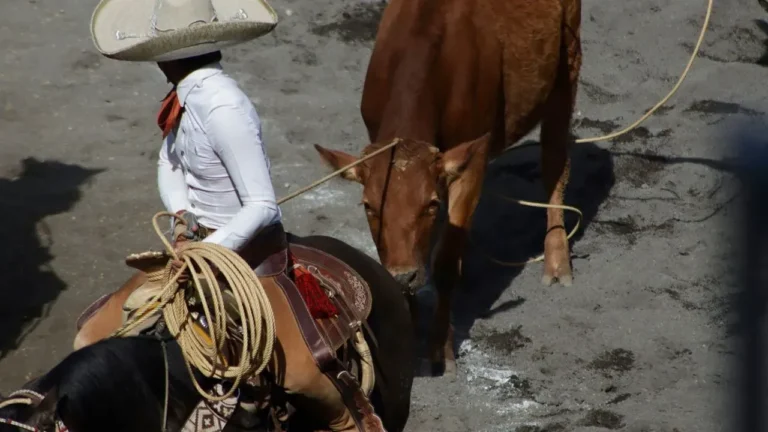 U.S. to Resume Mexican Cattle Imports as Officials Target Elevated Beef Prices - Featured image