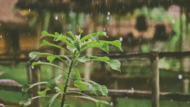 June Rains Drive Dallas Garden to 996-Pound Harvest - Featured image