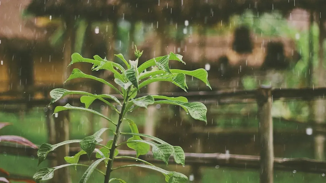 June Rains Drive Dallas Garden to 996-Pound Harvest