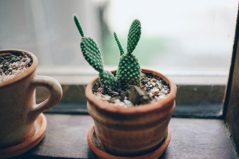 Why Drowning Your Succulents Once a Month Is Better Than Watering Them Every Week - Featured image