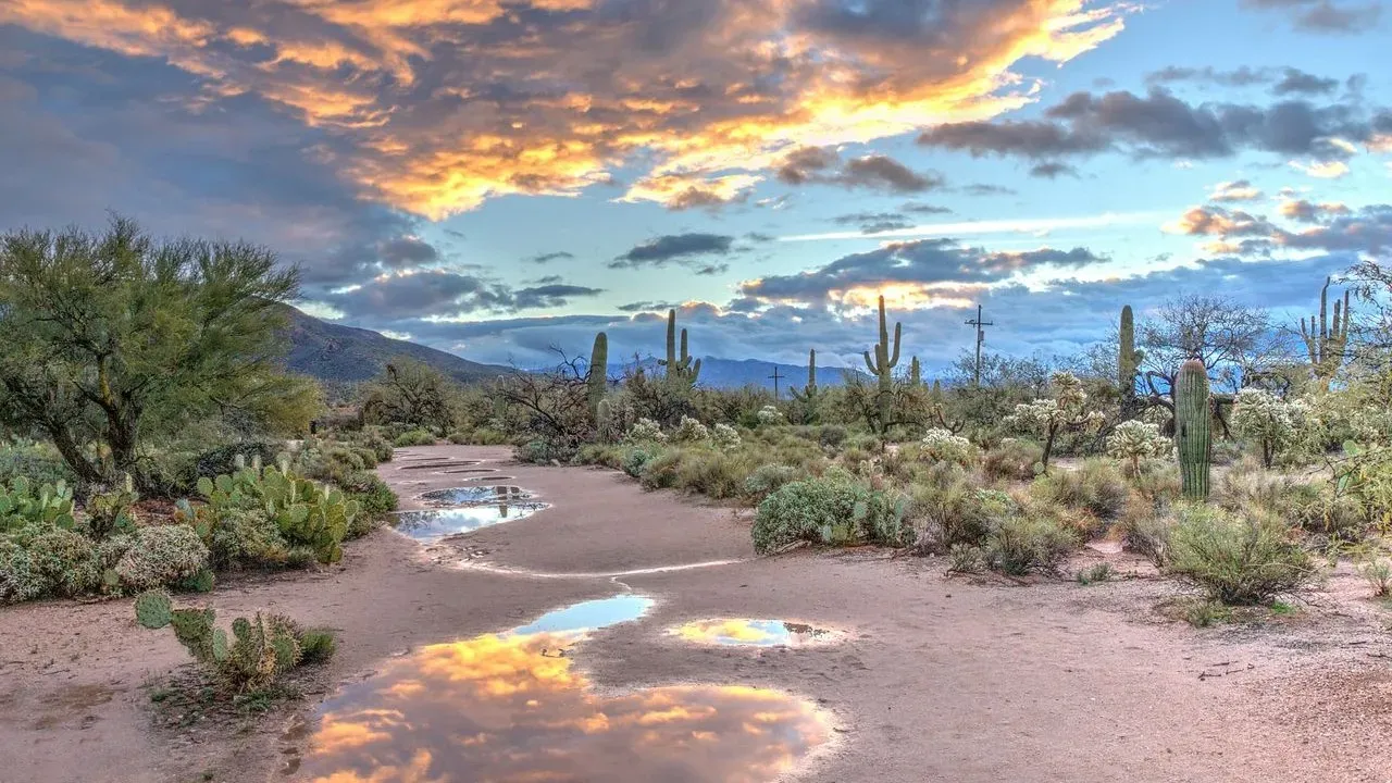 Why 'Full Sun' Plant Tags Often Fail in Arizona's Intense Heat