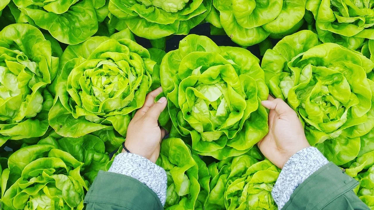 Why Lettuce Planted in Fall Often Produces a Superior Harvest