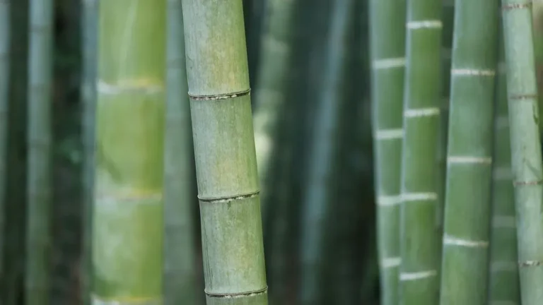 Bamboo Extract: A Garden Ally for Healthier Hair - Featured image