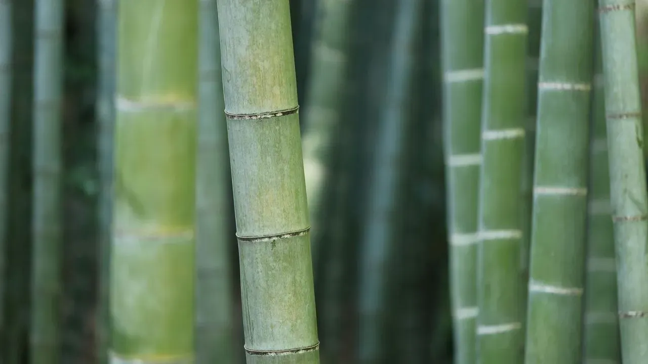 Bamboo Extract: A Garden Ally for Healthier Hair