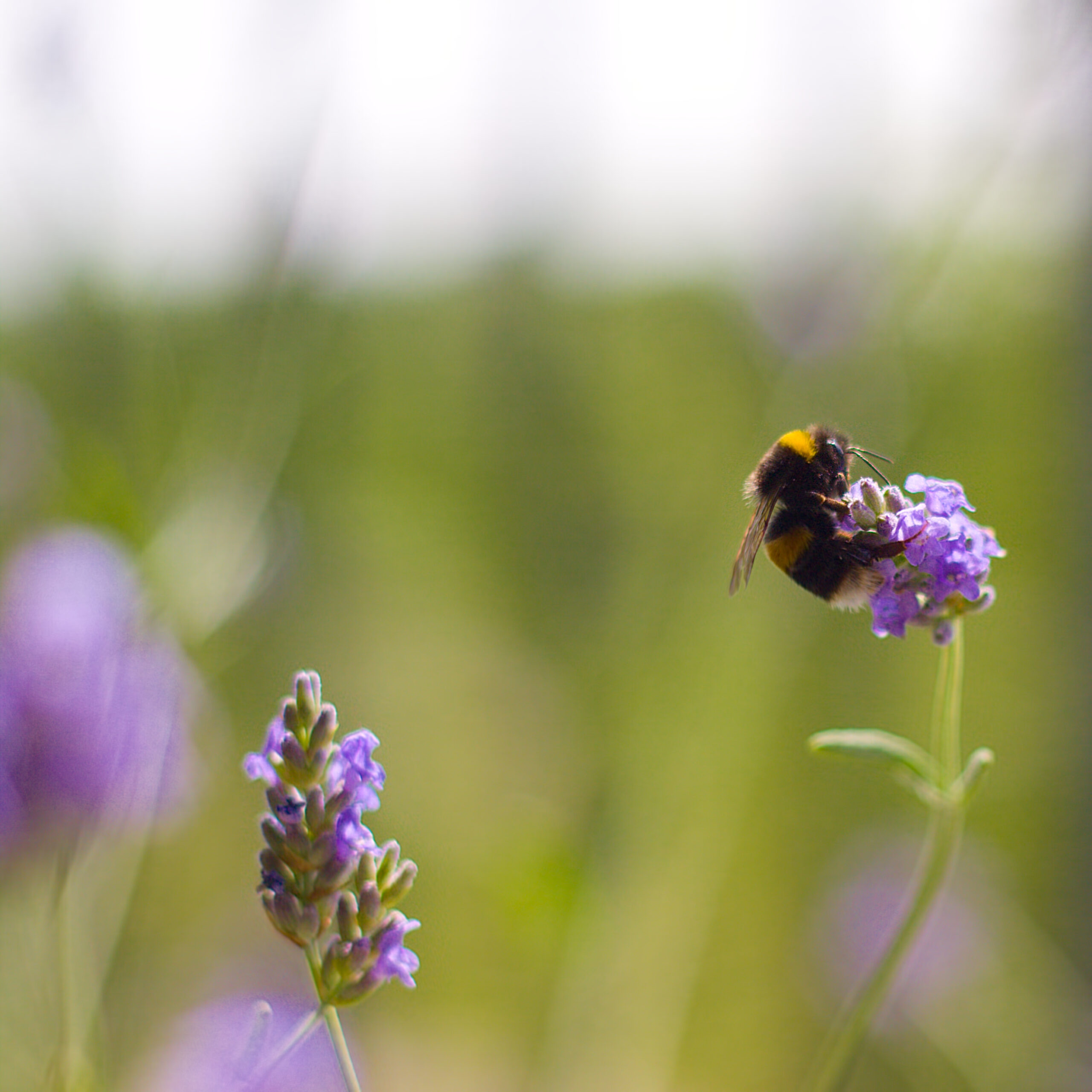 The Cottage Garden Trend Your Grandmother Would Recognize