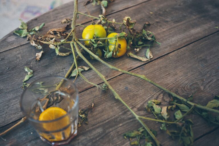 Do This Immediately If You See Yellowing Leaves On Your Tomato Plants - Featured image
