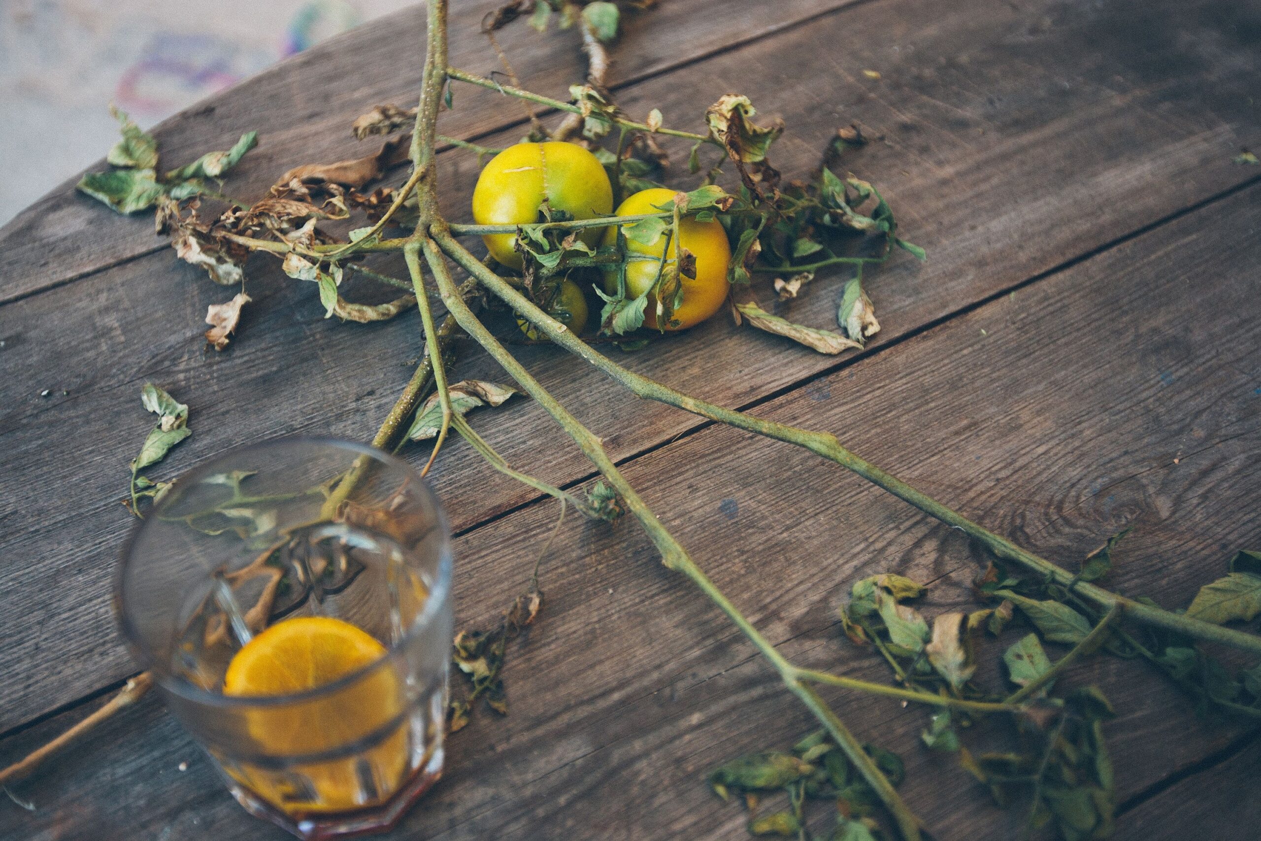 Do This Immediately If You See Yellowing Leaves On Your Tomato Plants