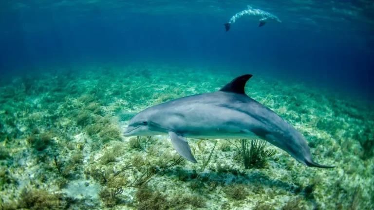 Cape Cod Beach Hosts Unprecedented Bottlenose Dolphin Stranding - Featured image