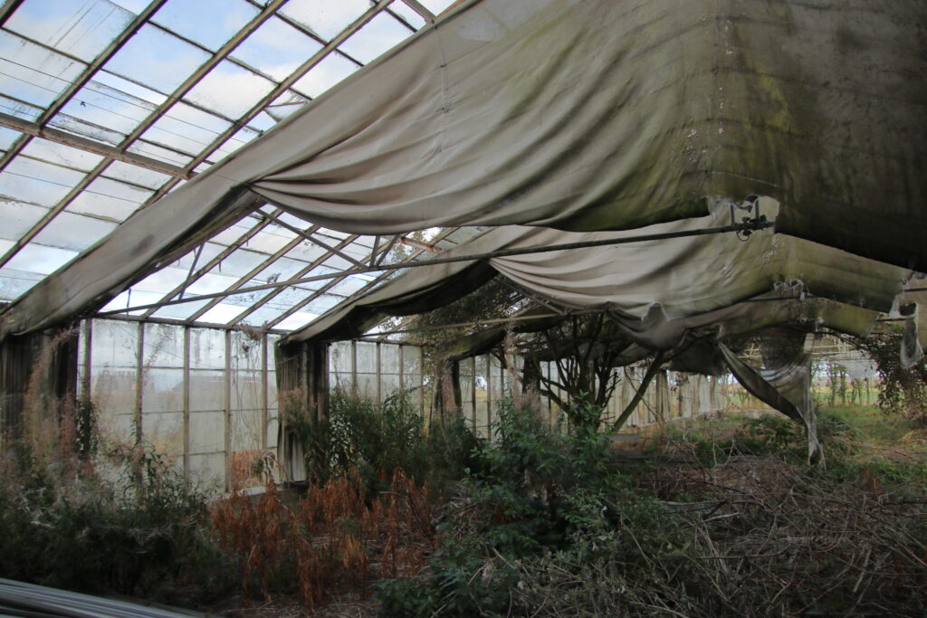 Homeowner Discovers Massive, Forgotten Underground Greenhouse Beneath Overgrown Backyard - Featured image