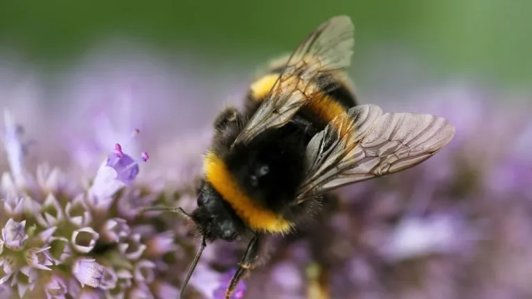 Dead Bumblebees on Sidewalks Point to Mounting Pressures on Garden Pollinators - Featured image