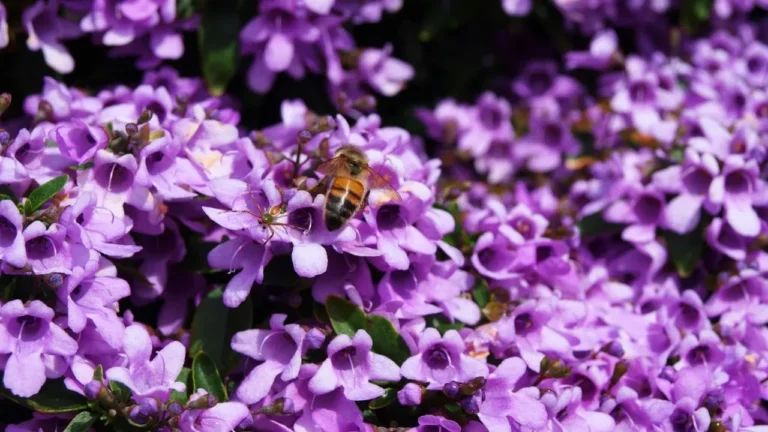 Northeast Homeowners Urged to Swap Common Shrubs - Featured image