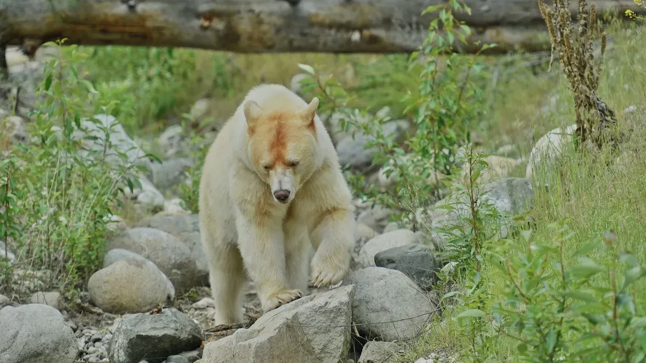 Karelian Bear Dogs Help Tahoe Bears Regain Their Fear of People