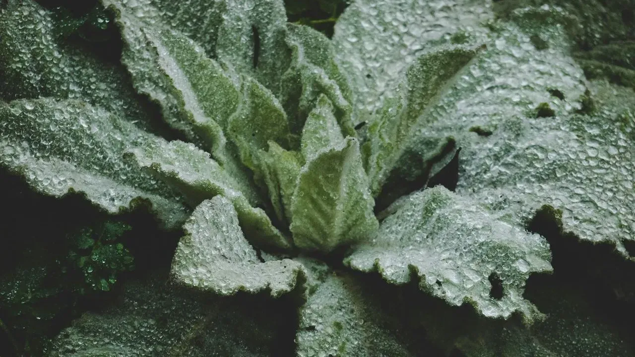 Dwarf Comfrey: Kathy Jentz's Pick for Bee-Friendly Yards