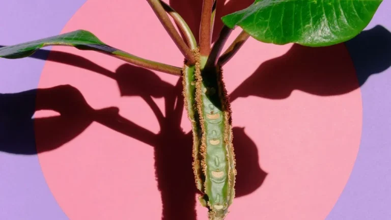 The Surprising Superpowers Found in Garden Plants - Featured image