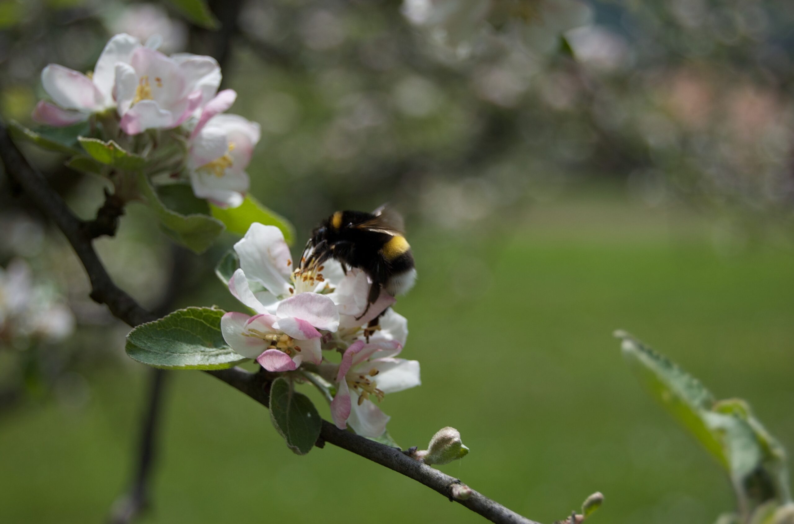 How to Design a Garden That Provides Nectar for Pollinators from Spring to Frost