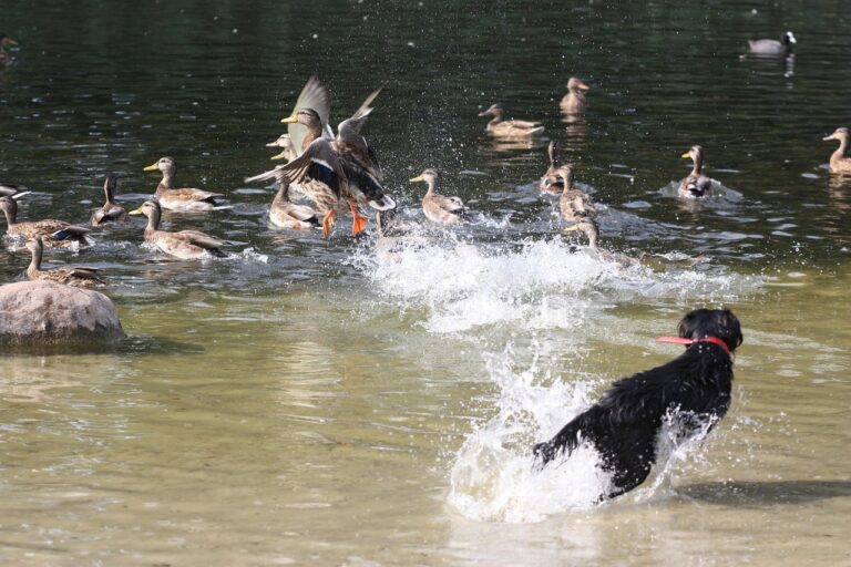 The Dog Walking Habit That's Secretly Wearing Down Their Joints - Featured image