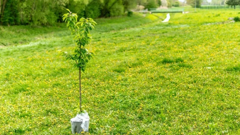 Sandra's Heirloom Peaches: A Seedling Lineage Spanning Generations - Featured image