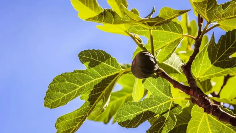 Grow Figs Successfully by Picking the Right Variety - Featured image