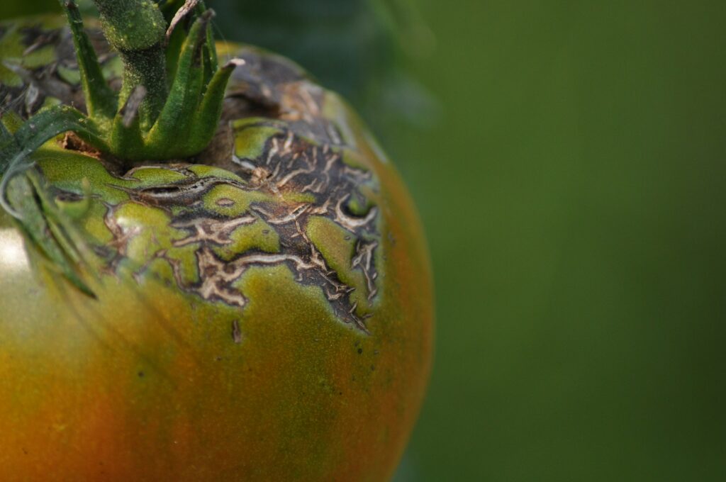Why Smart Gardeners Are Saving Their Hard-Boiled Egg Water for This One Specific Plant - Featured image
