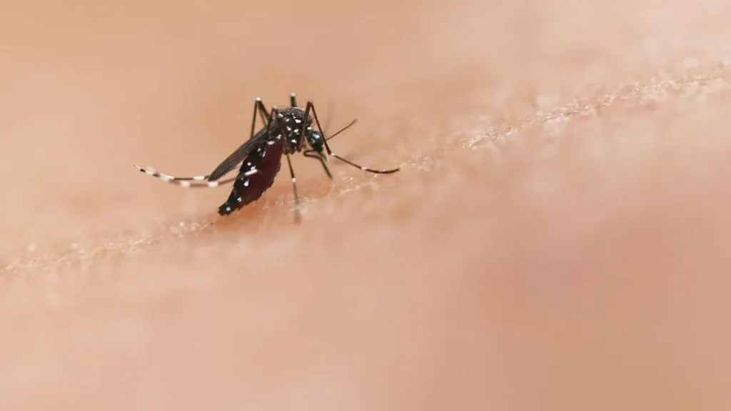 Heat and Humidity Fuel Worst Mosquito Seasons - Featured image