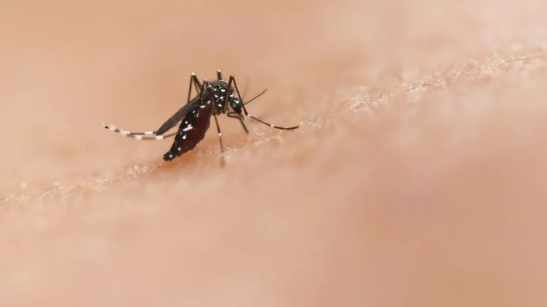 Heat and Humidity Fuel Worst Mosquito Seasons - Featured image