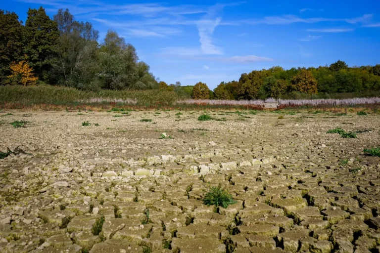 5 Resilient Crops That Are Practically Impossible to Kill - Featured image