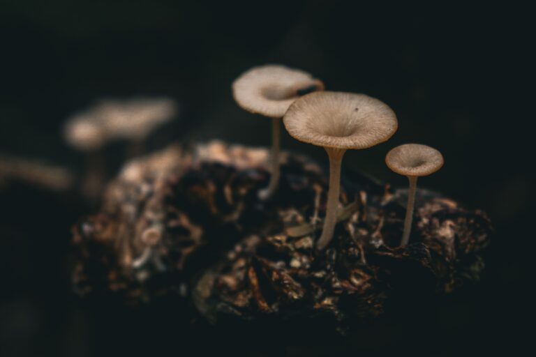 The Underground Fungal Network Connecting Your Entire Backyard - Featured image