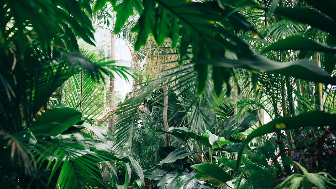Empty Yard Becomes Zone 9 Tropical Paradise