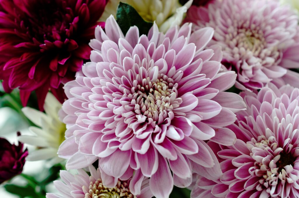 The Surprising Flower Florists Say Lasts Twice as Long - Featured image