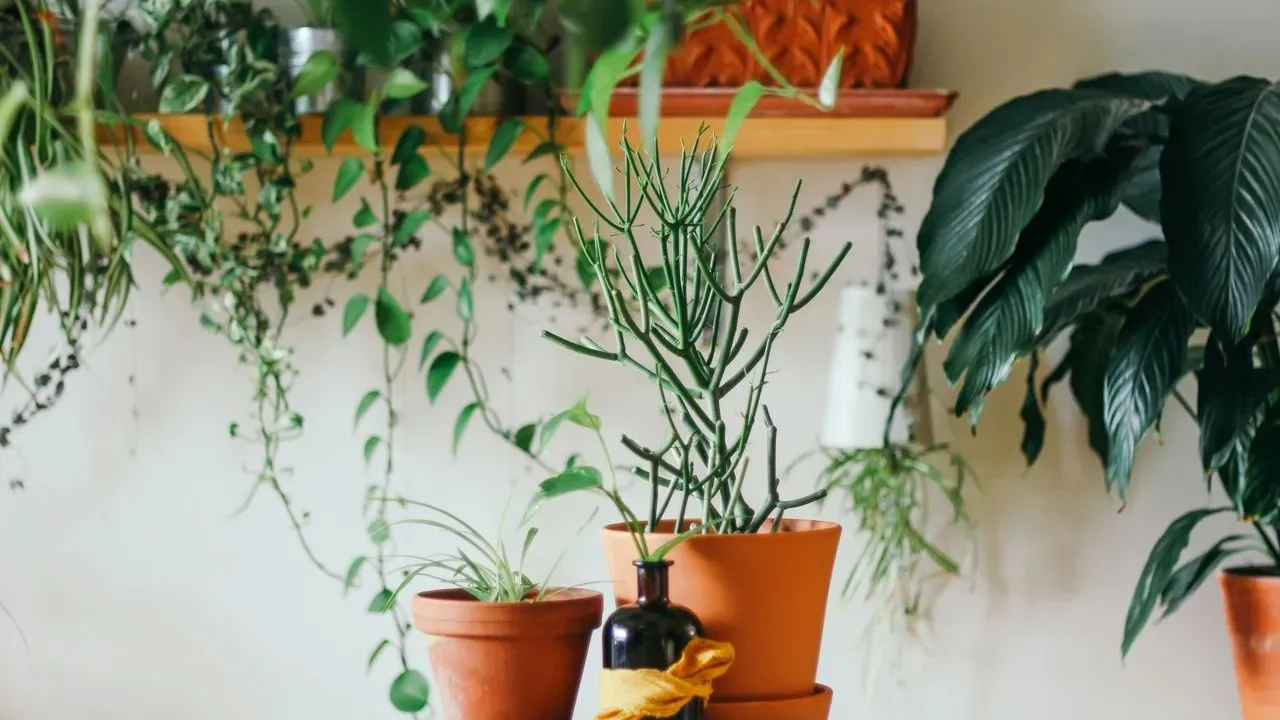 Are You Loving Your Houseplants to Death? 5 Signs of Plant Parent Burnout