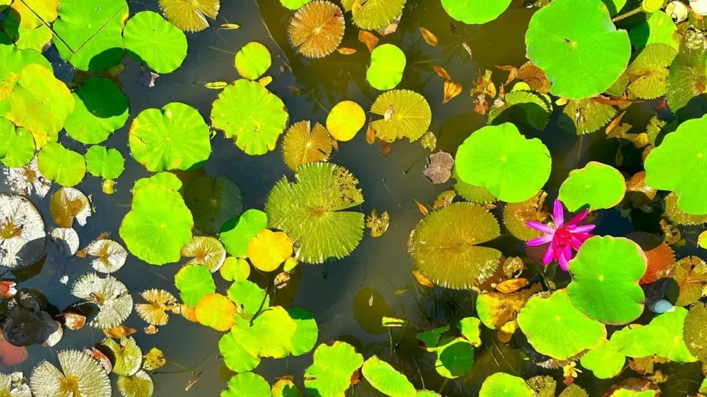 Clearing Murky Fish Pond Water Naturally in Just Hours - Featured image