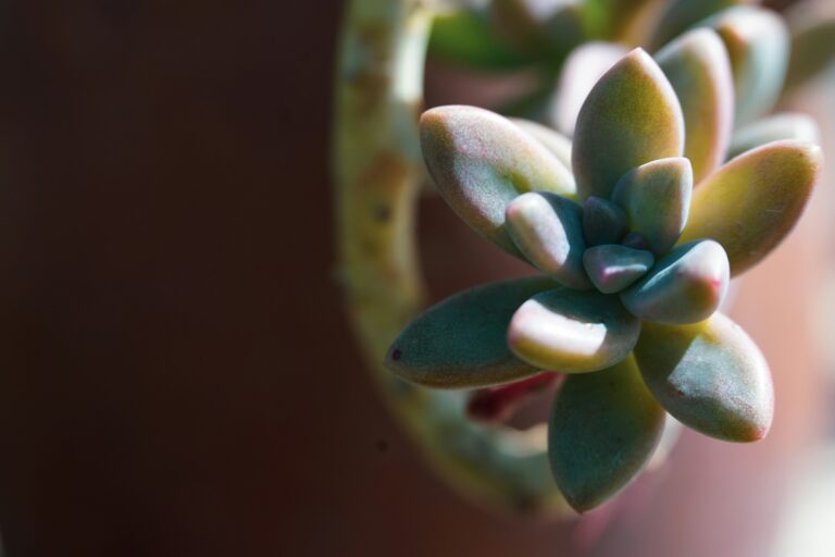 What Should You Do If You Find A Scorpion Nest Inside Potted Succulents? - Featured image