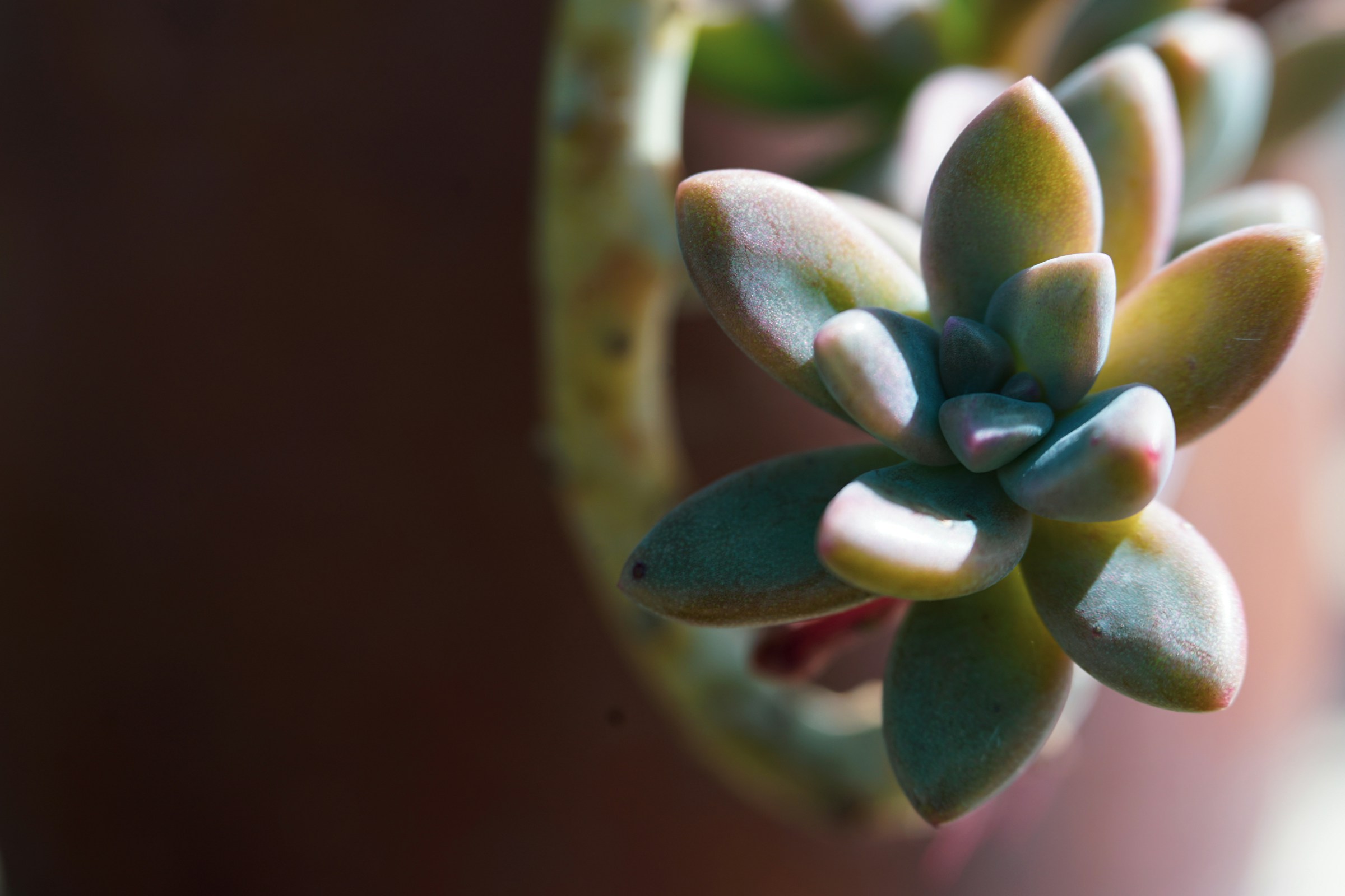 What Should You Do If You Find A Scorpion Nest Inside Potted Succulents?
