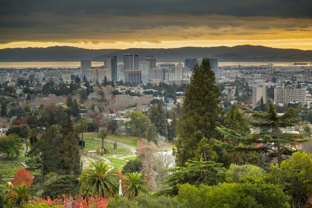 Plant These Structural Trees In Your Oakland Garden For The Modern Architectural Look You Crave - Featured image