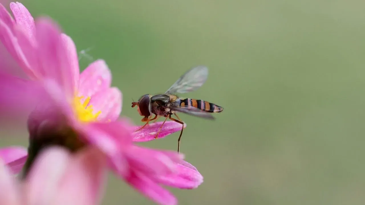 The Wasp Look-Alike That Quietly Clears Aphids From Gardens
