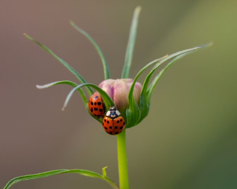6 Garden Sounds That Actually Mean Something Is Wrong - Featured image