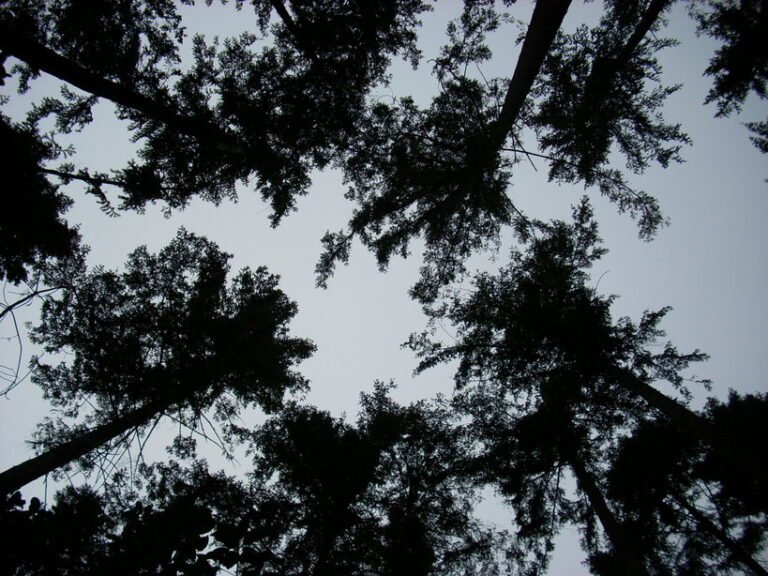 Why Some Trees Can "Choose" Which Branches to Sacrifice - Featured image