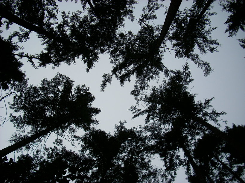 Why Some Trees Can "Choose" Which Branches to Sacrifice