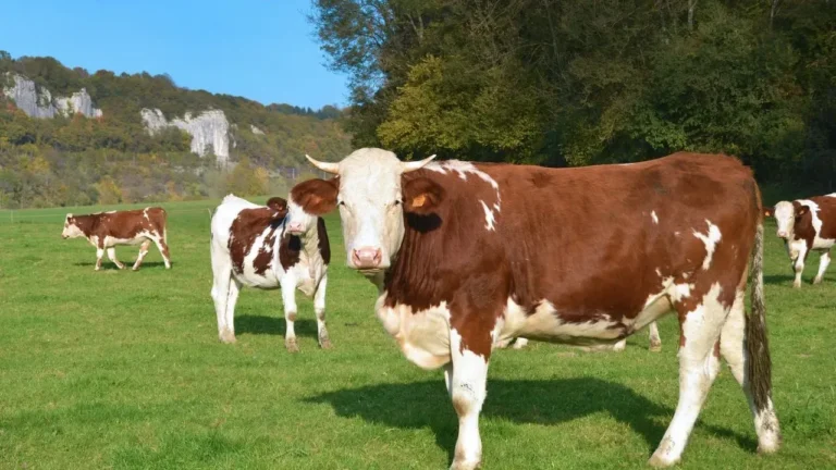 Record Beef Herd Low Spurs Home Gardening - Featured image